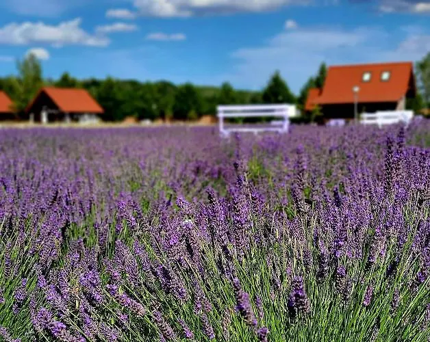 Domek Blue Scent Ustka